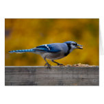 Fall Blue Jay