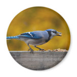 Fall Blue Jay