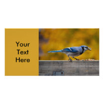 Fall Blue Jay Picture Card