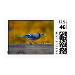 Fall Blue Jay