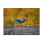 Fall Blue Jay