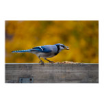 Fall Blue Jay