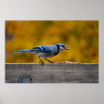 Fall Blue Jay Poster
