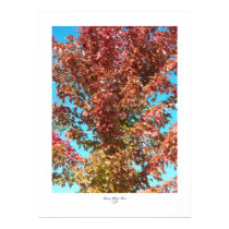 Fall Blush posters