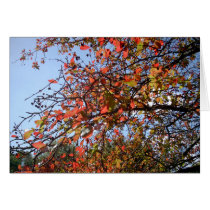 Fall Branches cards