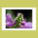 Fall Buds posters