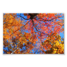 Fall Canopy Art Photo