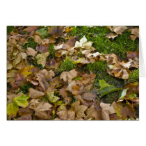 fall cards