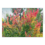 Fall Cards