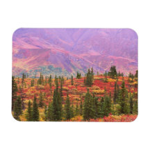 Fall color in Denali National Park Magnets