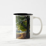 Fall Color Mugs