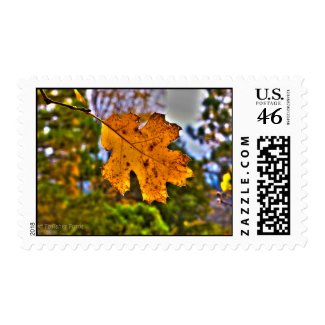 Fall Color Oak Leaf HDR Stamps