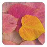 Fall color on Forest Pansy Redbud fallen stickers