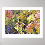 Fall Color on HiWay 99 Posters