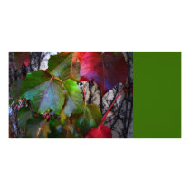 Fall Color photo cards by Cosmotose Fall Color photo cards