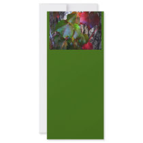 Fall Color rack cards by Cosmotose Fall Color rack cards