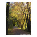 Fall Colored Trail Canvas posters by MichelleLThompson Fall Colored Trail Canvas posters