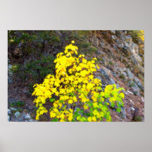 Fall Colors 1 Poster