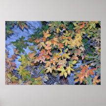 Fall Colors 1 Posters