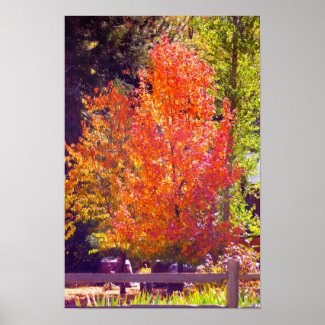 Fall Colors 2 Poster print