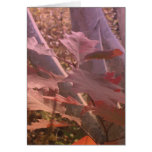 Fall Colors Cards