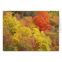 Fall colors cards by tdberkley Fall colors cards