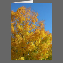 Fall Colors Card cards