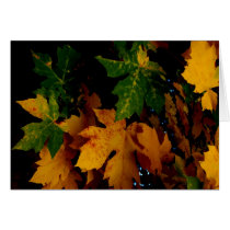 FALL COLORS cards