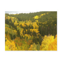 Fall Colors in Colorado, Aspen Gold postcards by janetmarston Fall Colors in Colorado, Aspen Gold postcards