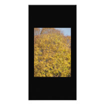 Fall colors photo cards by BruceMG Fall colors photo cards