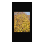 Fall colors picture card