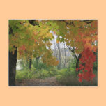 Fall Colors Postcard