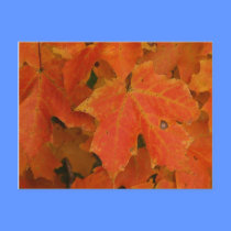 Fall Colors postcards