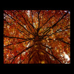 Fall Colors posters