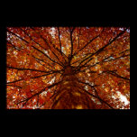 Fall Colors posters