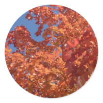 Fall Colors stickers by bkang22 Fall Colors stickers