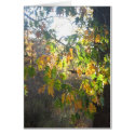 Fall Colour cards by filivermore Fall Colour cards