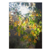 Fall Colour Cards