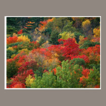 Fall Colours postcards