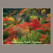Fall Colours postcards