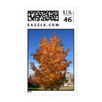 Fall Colours postage