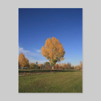 Fall Colours postcards