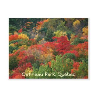 Fall Colours postcard