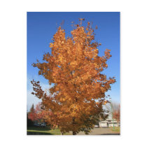 Fall Colours postcards by Barnabas7 Fall Colours postcards