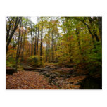 Fall Creek at Laurel Hill State Park Postcard