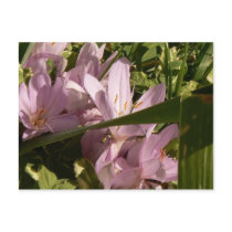 Fall Crocuses postcards