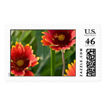 Fall Daisy Field Event And Wedding Postage postage by TDSwhite Fall Daisy Field Event And Wedding Postage postage