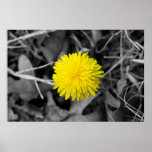 Fall Dandelion poster