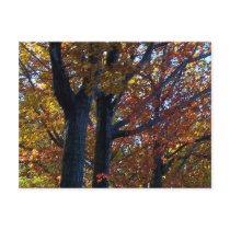 Fall Delicacy postcards by 2lpzstudioPhoto Fall Delicacy postcards