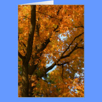 Fall Finery cards